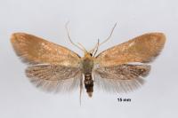 Crassa tinctella