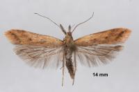 Dichomeris acuminata