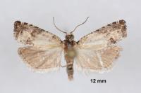 Epinotia thapsiana