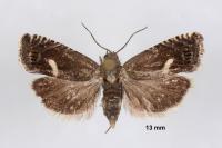 Grapholita lunulana