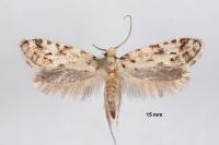 Nemapogon agenjoi