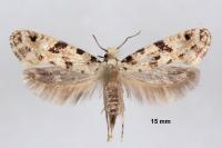 Nemapogon nevadellus