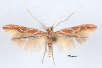 Pyroderces argyrogrammos
