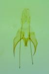 Pogochaetia solitaria