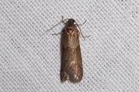 Tortricodes alternella