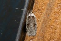 Agonopterix ocellana