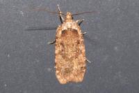 Agonopterix ciliella/heracliana