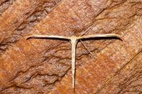 Emmelina monodactyla