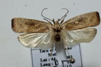 Agonopterix nervosa