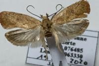Agonopterix irrorata
