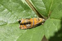 Olethreutes arcuella