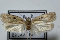 Agonopterix arenella