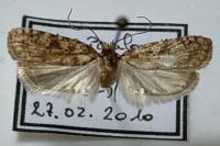 Agonopterix propinquella
