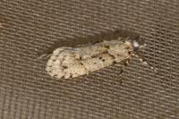Diurnea fagella