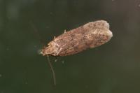Bryotropha