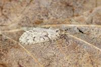 Diurnea fagella