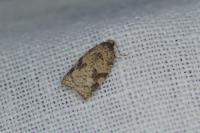 Acleris ferrugana