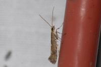 Plutella xylostella