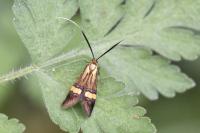 Nemophora degeerella