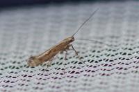 Calybites phasianipennella
