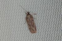 Depressaria daucella