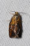 Ptycholoma lecheana