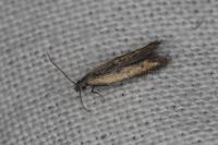 Mesophleps trinotella