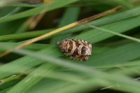 Celypha rivulana