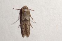 Blastobasis phycidella