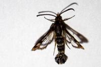 Chamaesphecia empiformis