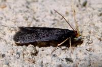 Homaloxestis briantiella