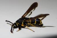 Paranthrene tabaniformis