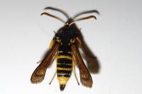Paranthrene tabaniformis