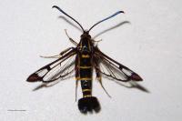 Synanthedon conopiformis
