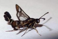 Synanthedon tipuliformis