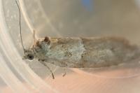 Tortricodes alternella