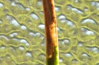 Ocnerostoma friesei