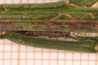 Agonopterix assimilella