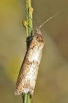 Tortricodes alternella