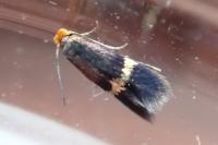 Stigmella aurella