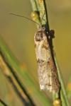 Tortricodes alternella