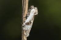 Parahypopta caestrum