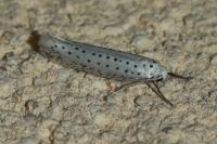 Yponomeuta evonymella