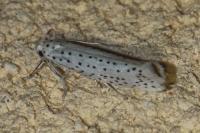 Yponomeuta evonymella