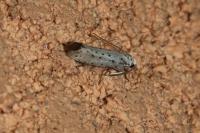Yponomeuta