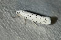 Yponomeuta