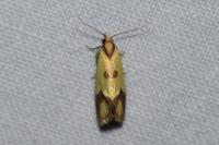 Agapeta zoegana