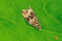 Celypha lacunana