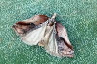 Acleris cristana