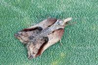 Acleris cristana